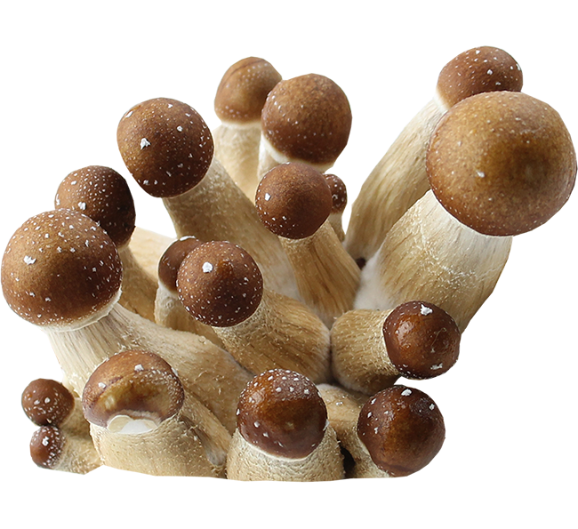 Psilocybe Cubensis Golden Teacher Spores Print